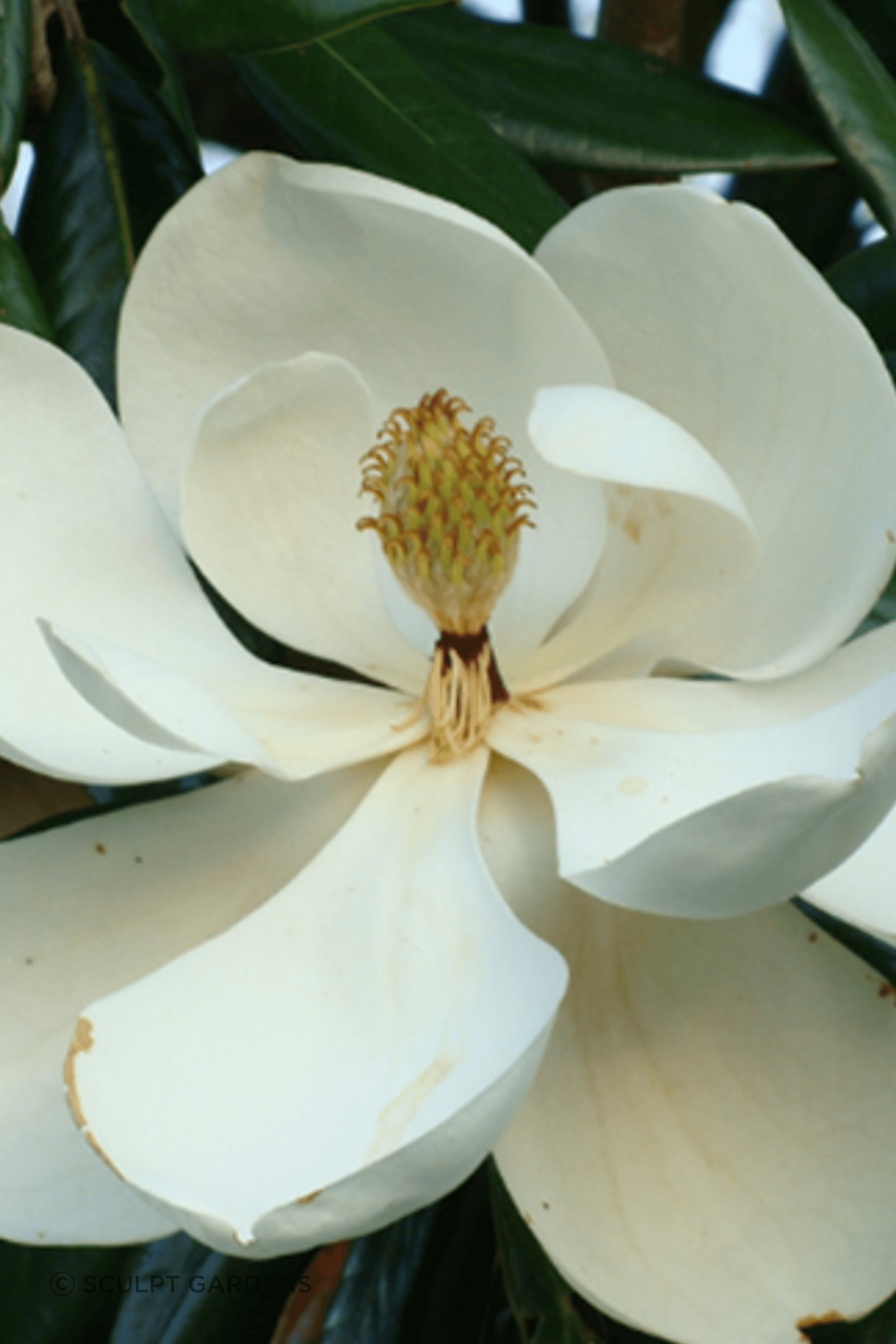 magnolia.png