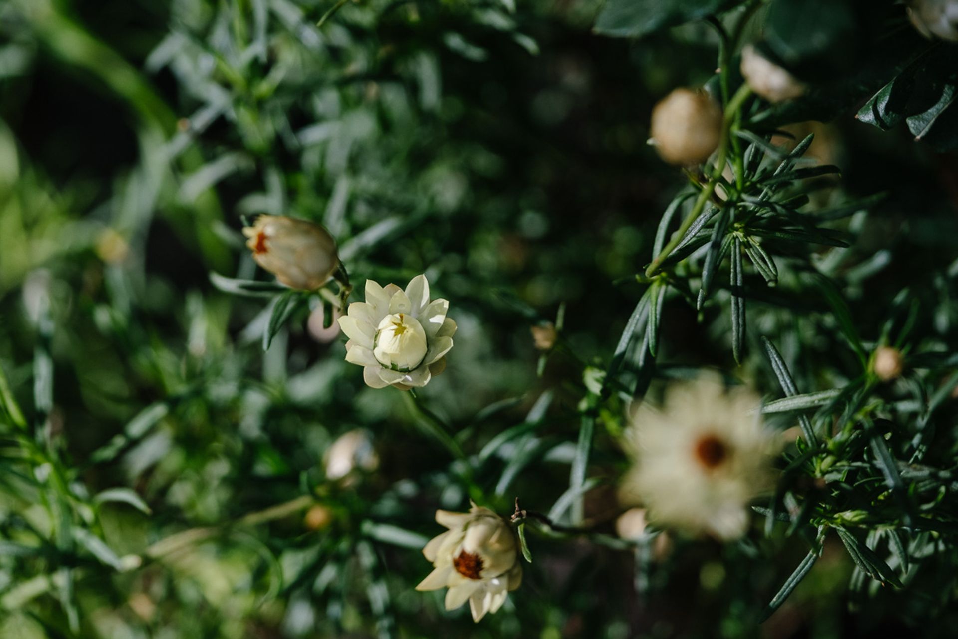Melbourne International Flower & Garden Show