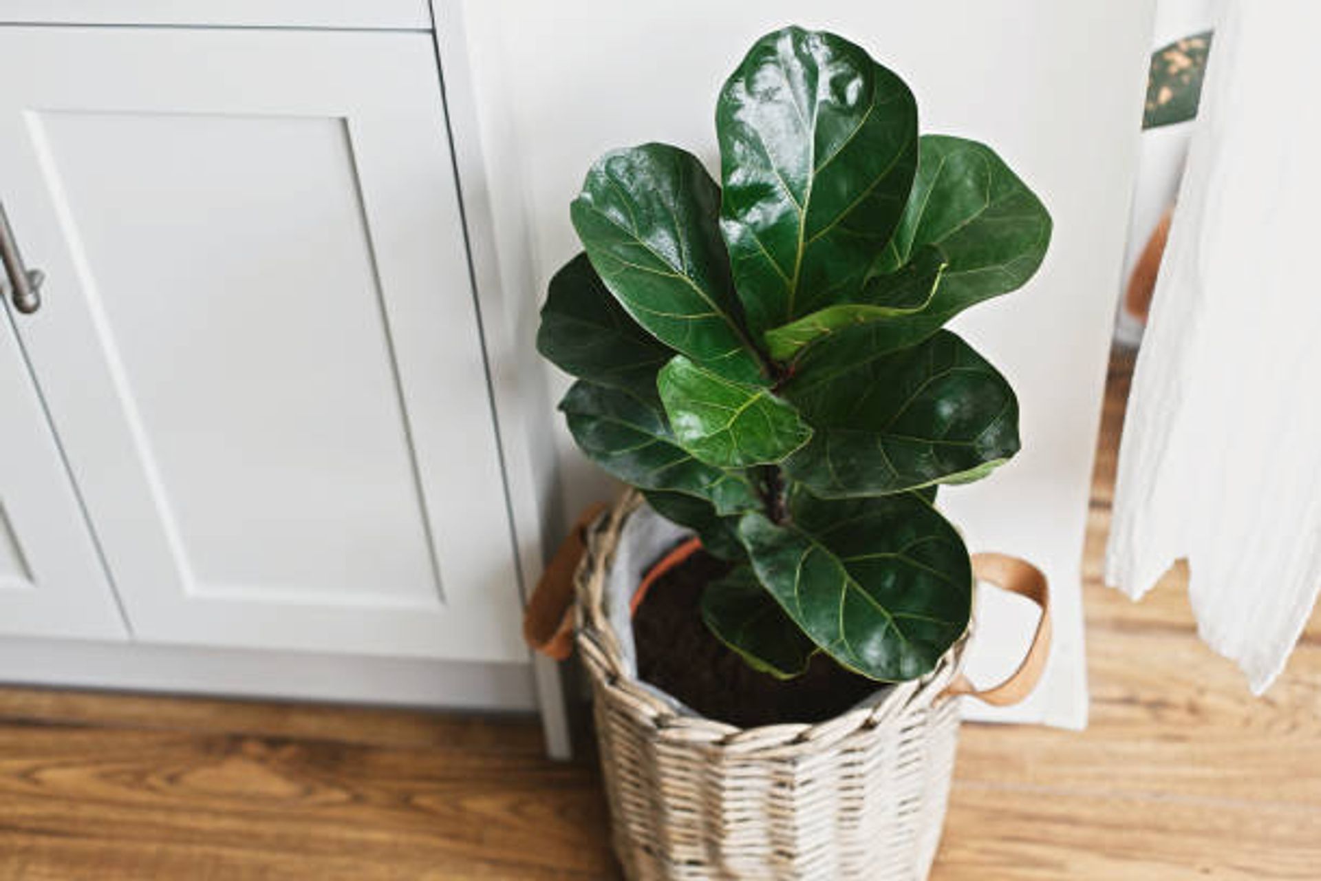 Example of house plant in kitchen | Photo Credit – iStock