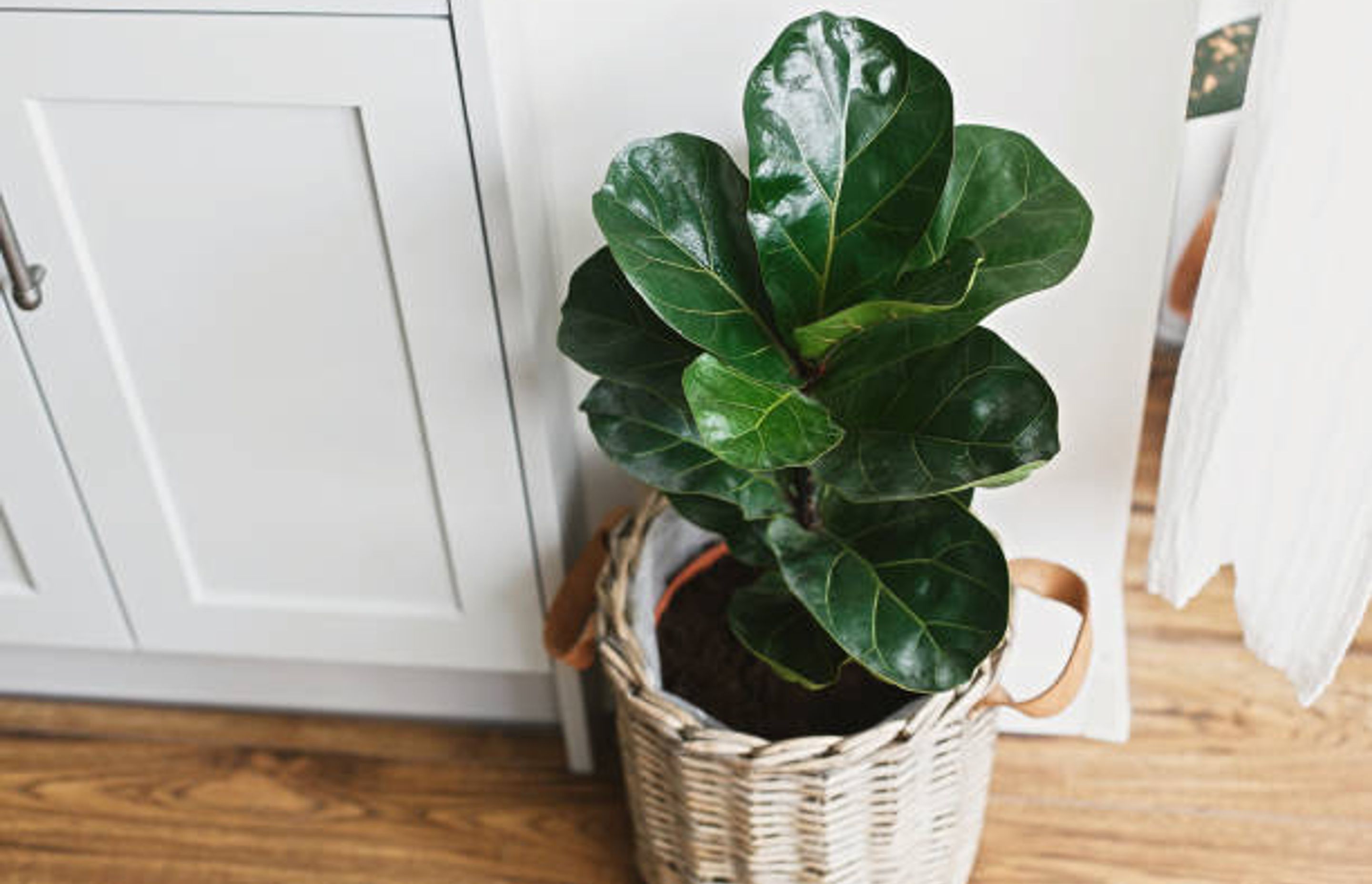 Example of house plant in kitchen | Photo Credit – iStock