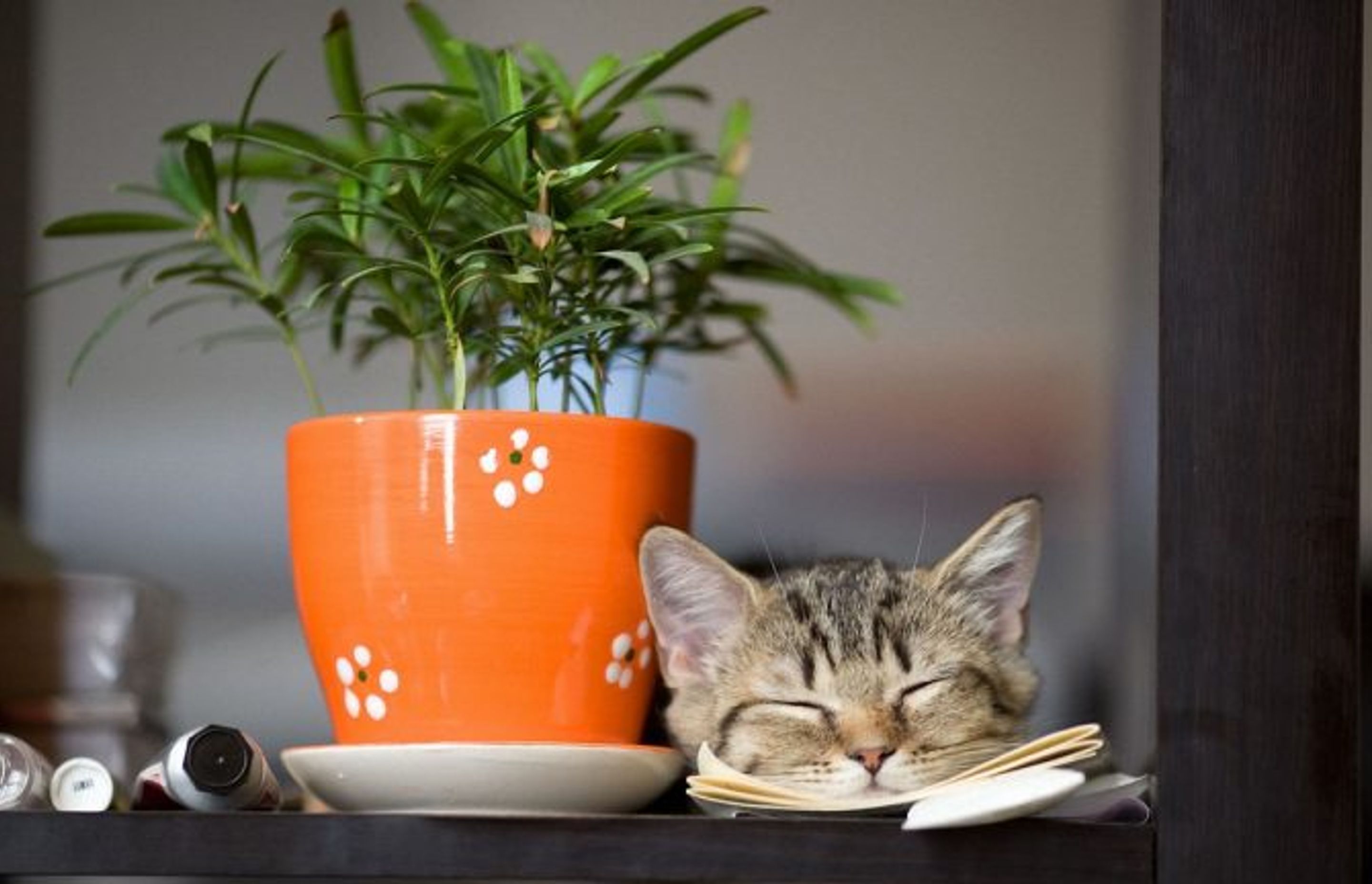 Pet Friendly Plants For Your Home