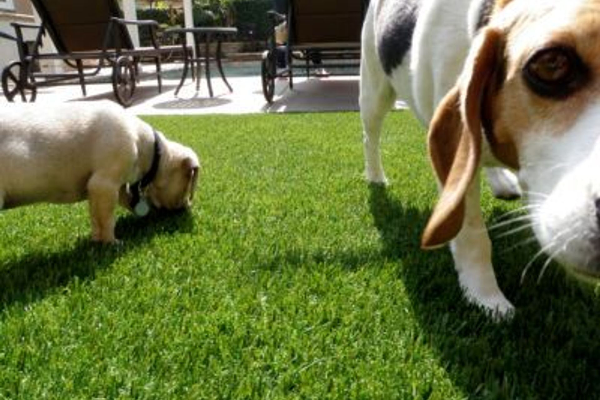 How to Look After Your Synthetic Grass: A Guide for Homeowners