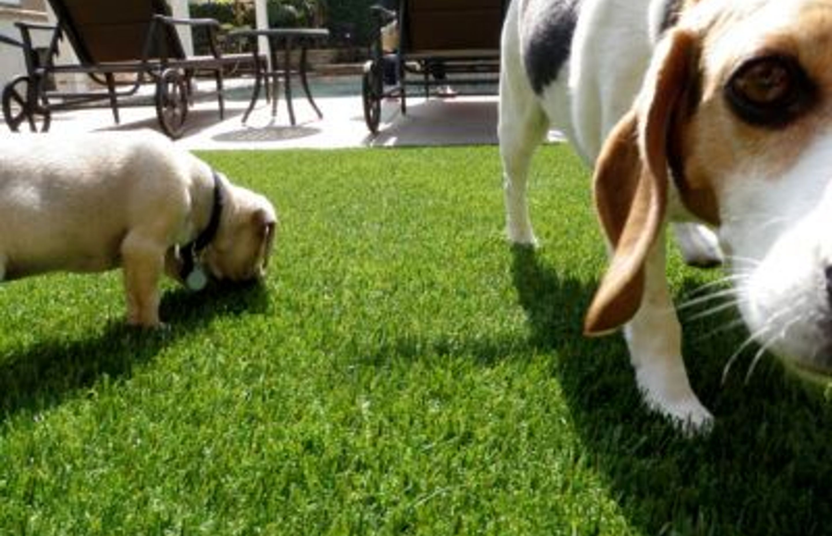 How to Look After Your Synthetic Grass: A Guide for Homeowners