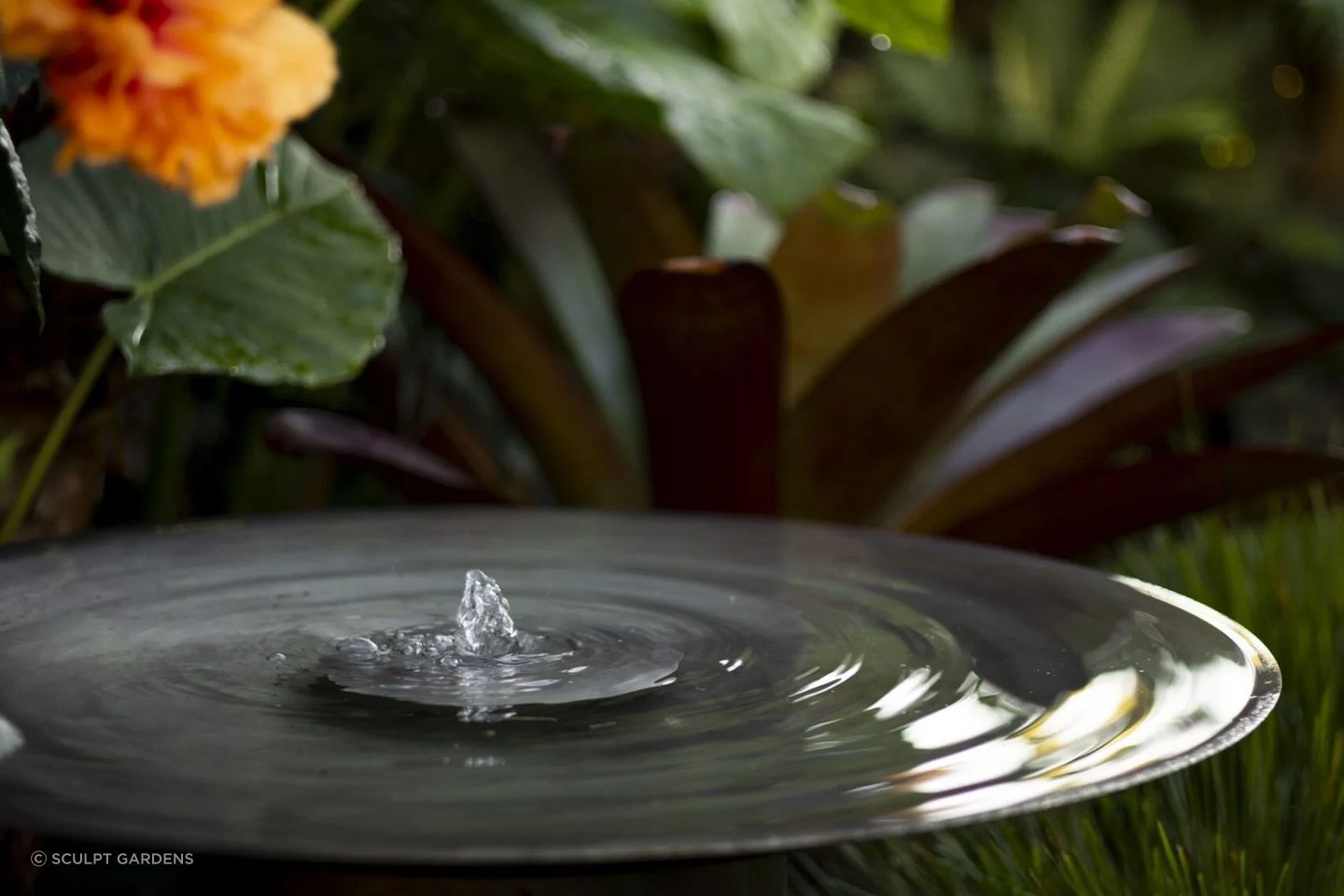 ripple-dish-scaled-ap-compressed.jpg