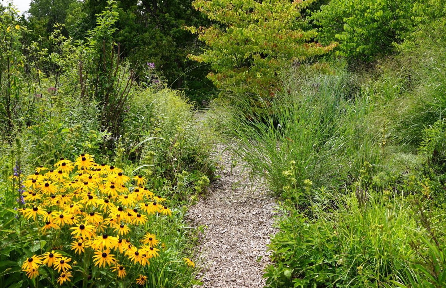 Toronto Botanical gardens – Piet Oudolf -Photo Andy Murray