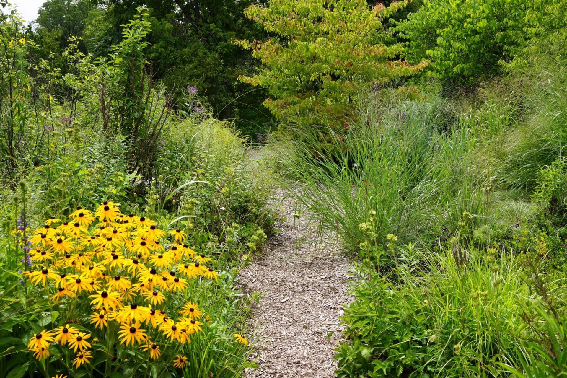 Toronto Botanical gardens – Piet Oudolf -Photo Andy Murray