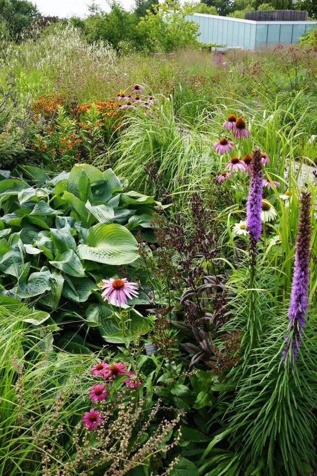 Toronto Botanical gardens – Piet Oudolf – Photo Andy Murray