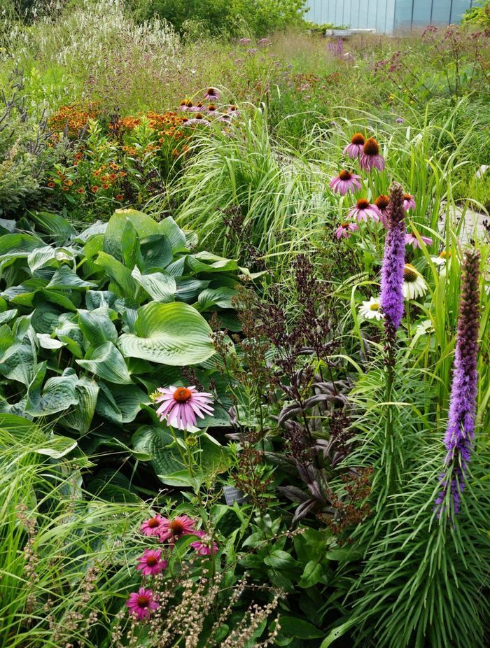 Toronto Botanical gardens – Piet Oudolf – Photo Andy Murray