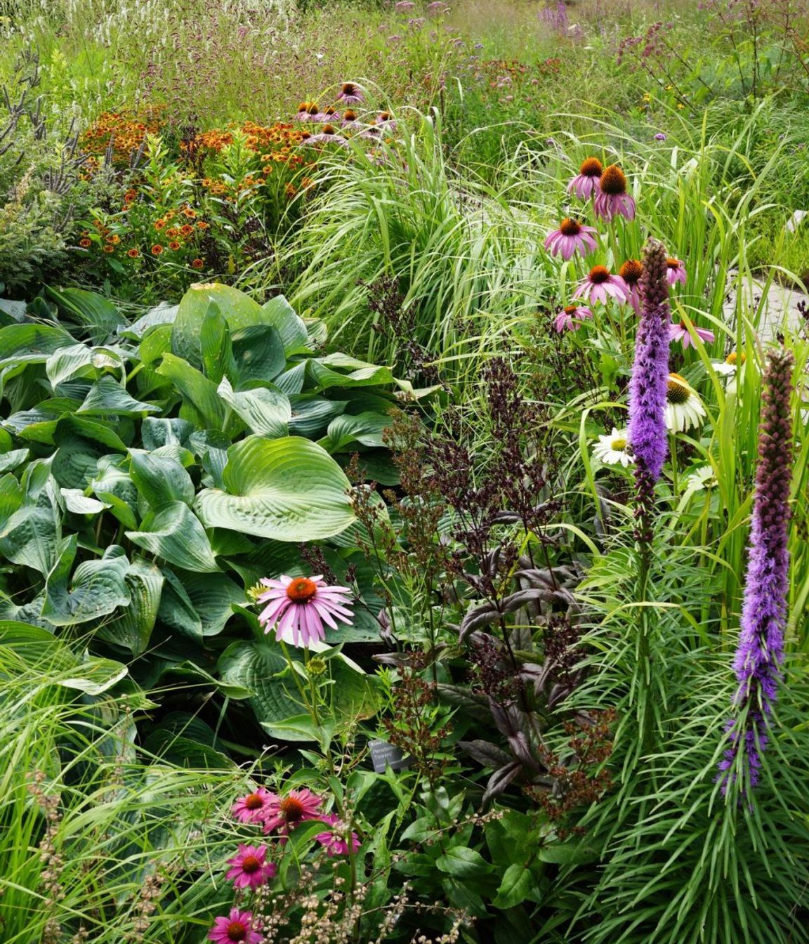 Toronto Botanical gardens – Piet Oudolf – Photo Andy Murray