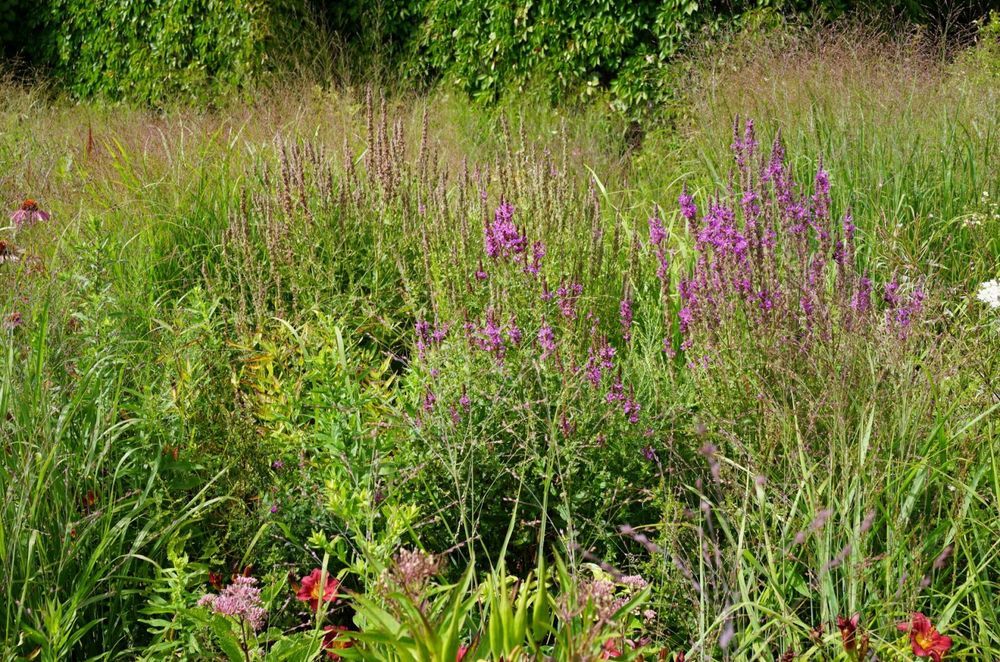 Toronto Botanical gardens – Piet Oudolf – Photo Andy Murray