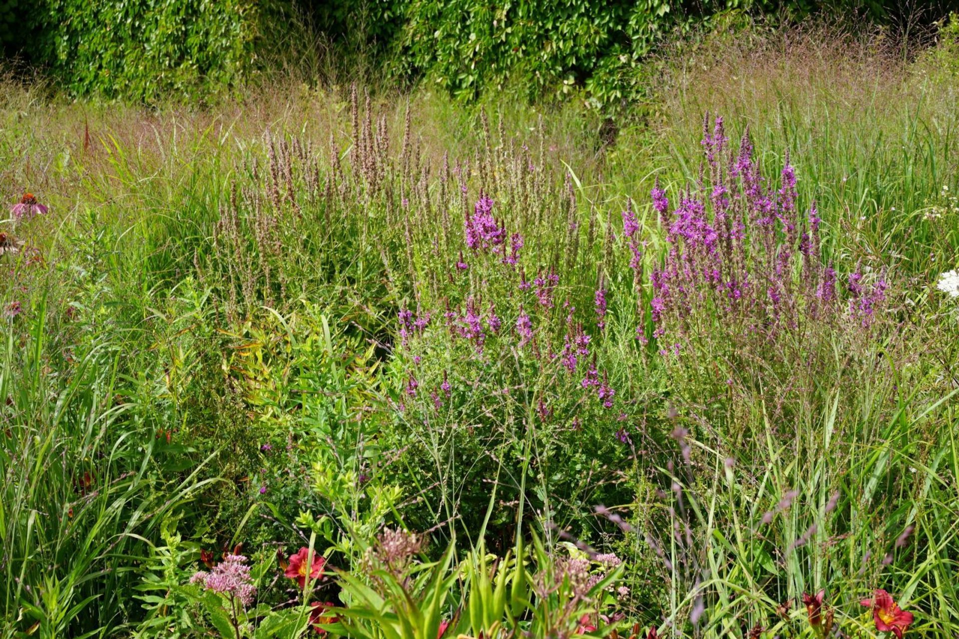 Toronto Botanical gardens – Piet Oudolf – Photo Andy Murray
