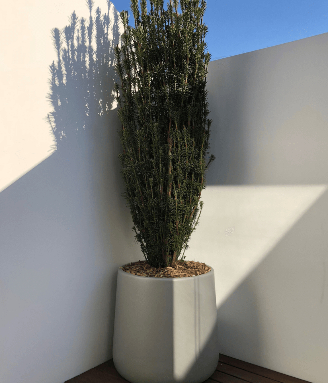 winter-greens-podocarpus-macrophyllus-1-1-v2.png