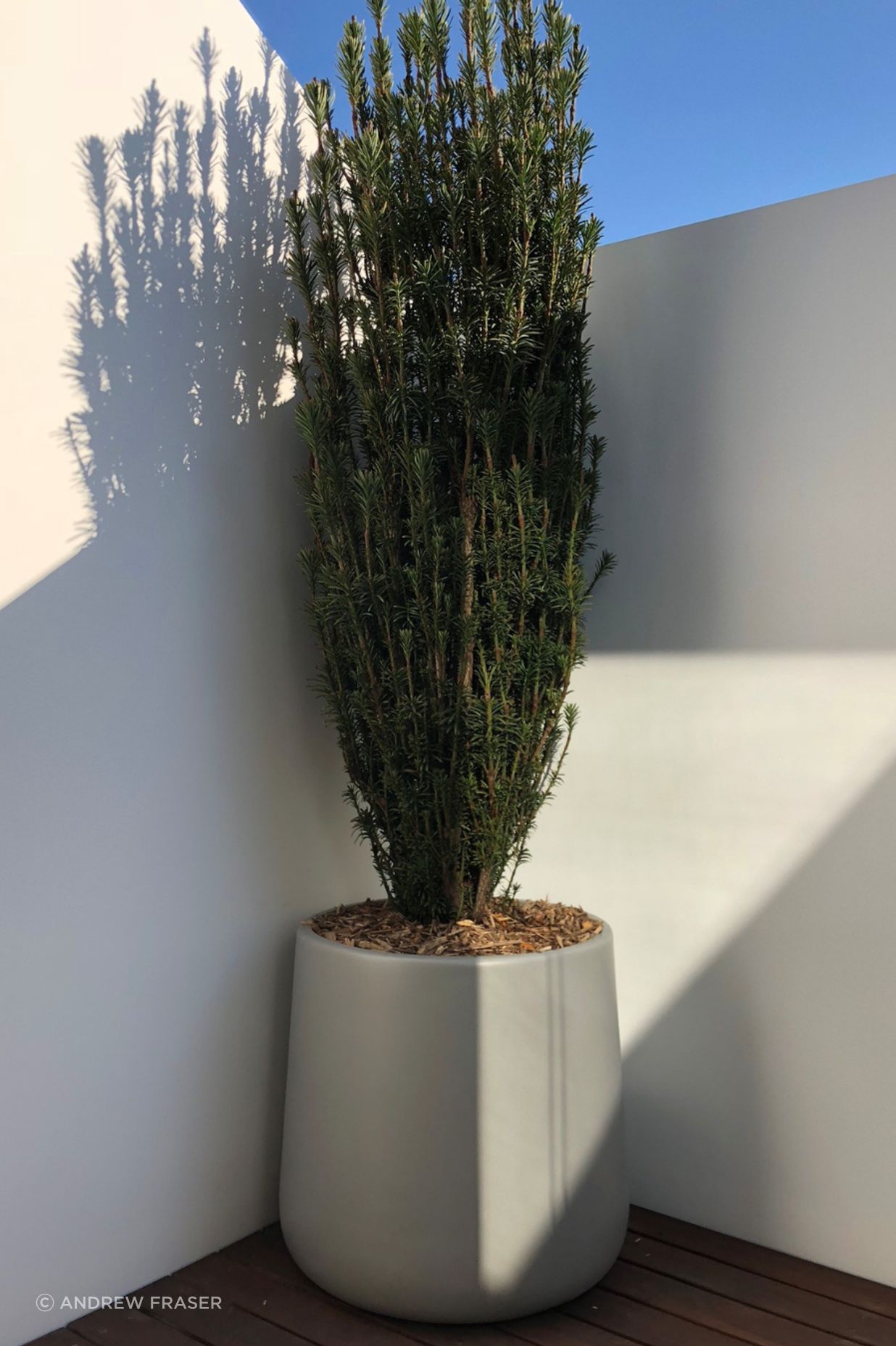 winter-greens-podocarpus-macrophyllus-1-1-v2.png