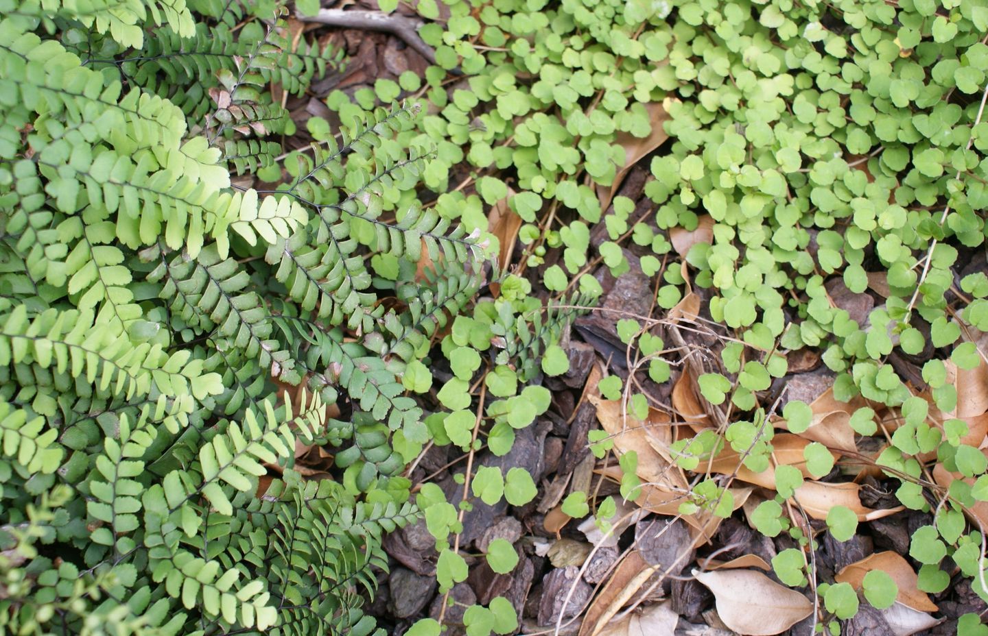 Your Ultimate Guide: Design A Native New Zealand Garden