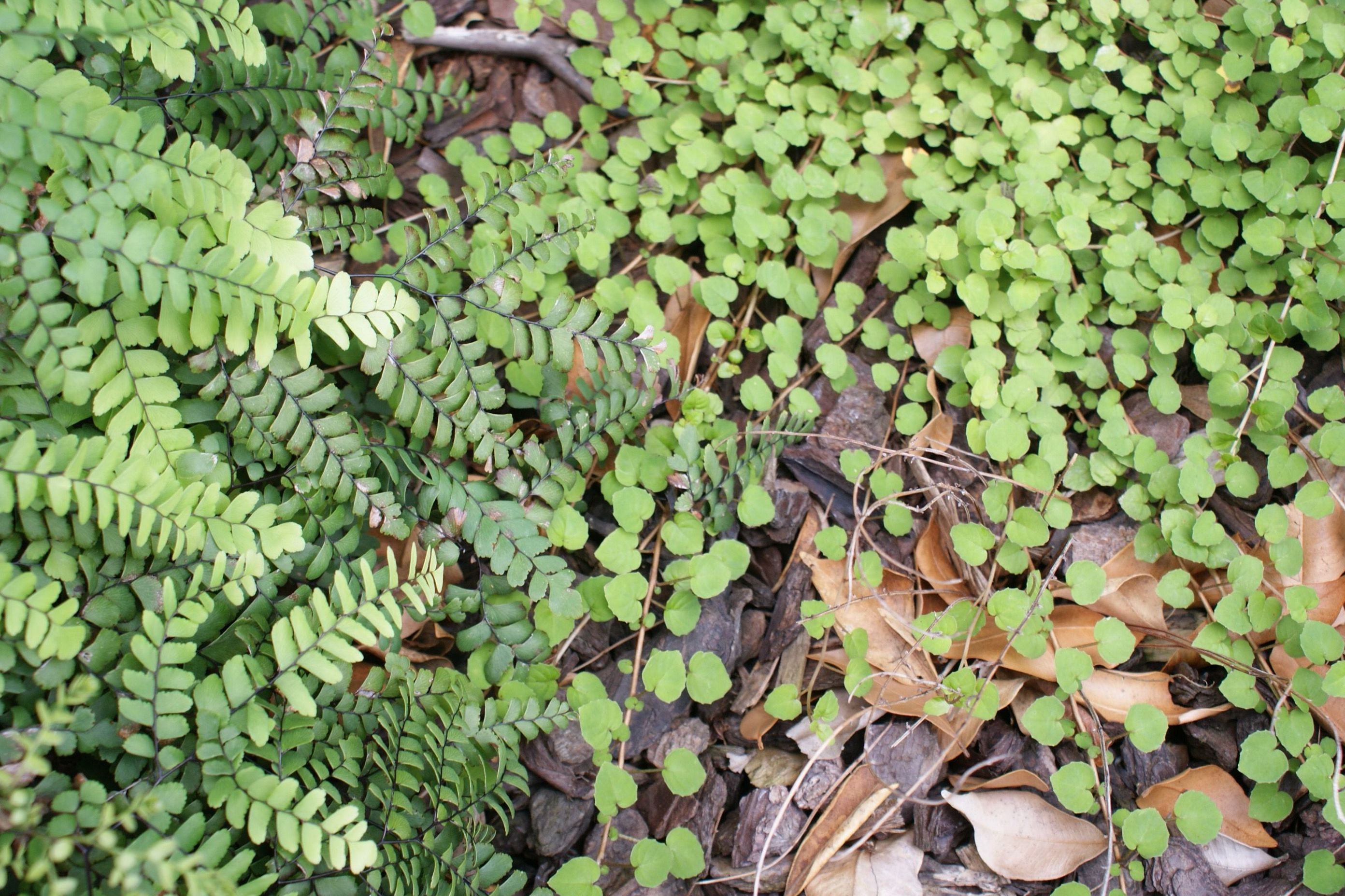 Your Ultimate Guide: Design A Native New Zealand Garden