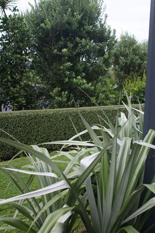 Your Ultimate Guide: Design A Native New Zealand Garden