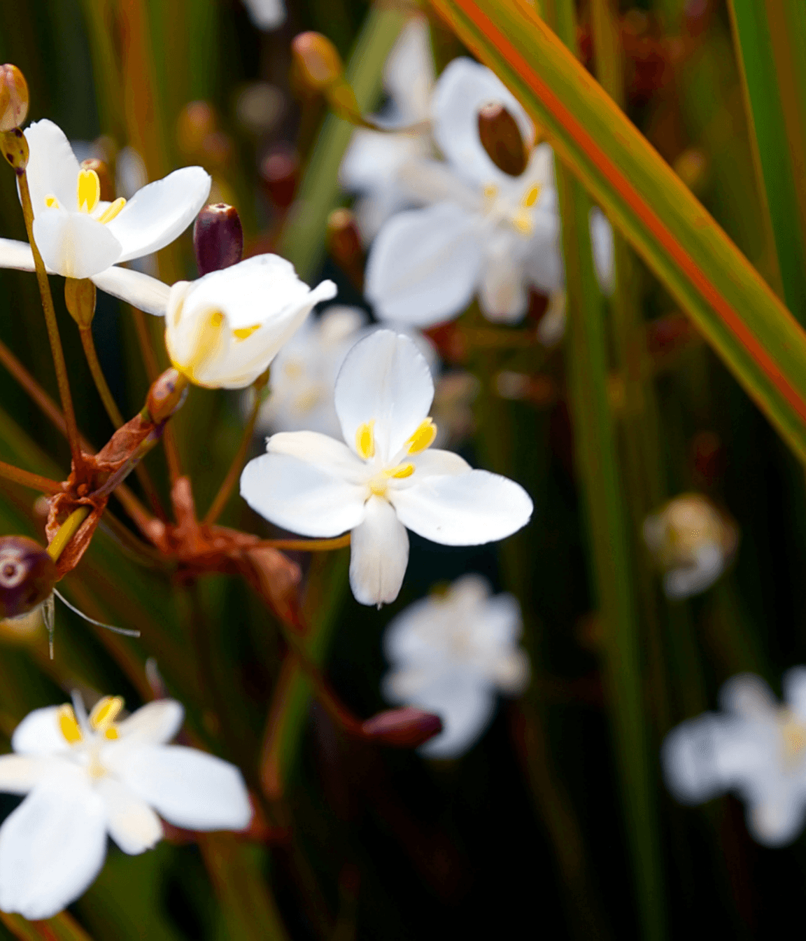 Your Ultimate Guide: Design A Native New Zealand Garden