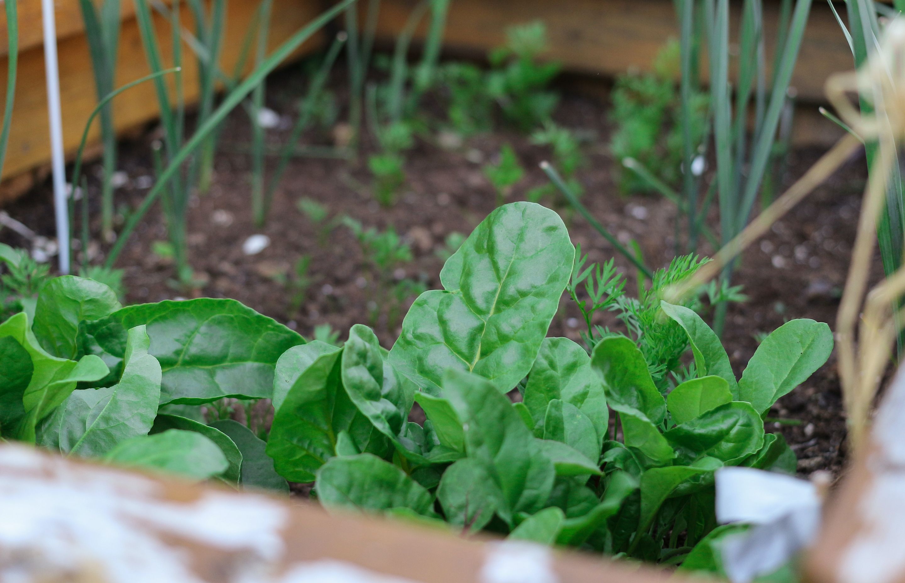 Each phase of the moon has meaning attached to it, and dictates certain activities, such as planting vegetables.