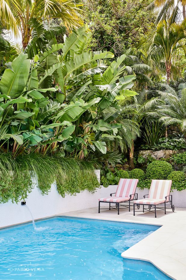 For privacy by the pool, a new planter box has been constructed. It features mass plantings of Strelitzia nicolai (Bird of Paradise) underplanted with Lomandra longifolia ‘Tanika’ and Convolvulus mauritanicus.