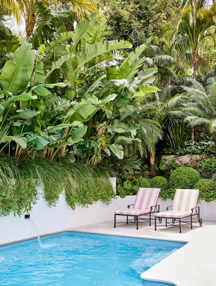 For privacy by the pool, a new planter box has been constructed. It features mass plantings of Strelitzia nicolai (Bird of Paradise) underplanted with Lomandra longifolia ‘Tanika’ and Convolvulus mauritanicus.