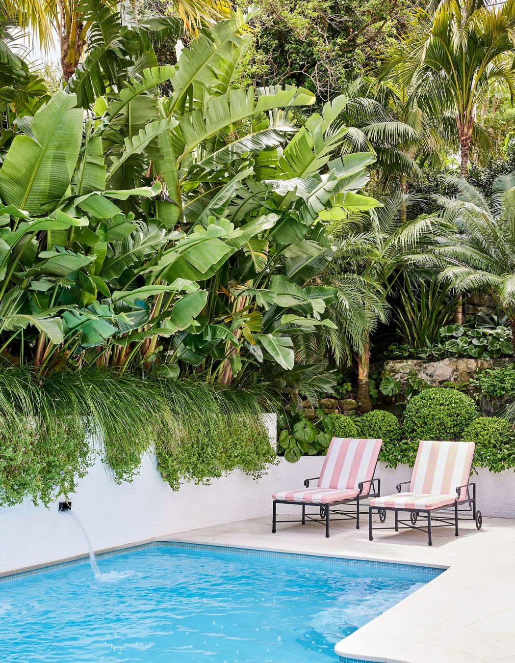 For privacy by the pool, a new planter box has been constructed. It features mass plantings of Strelitzia nicolai (Bird of Paradise) underplanted with Lomandra longifolia ‘Tanika’ and Convolvulus mauritanicus.