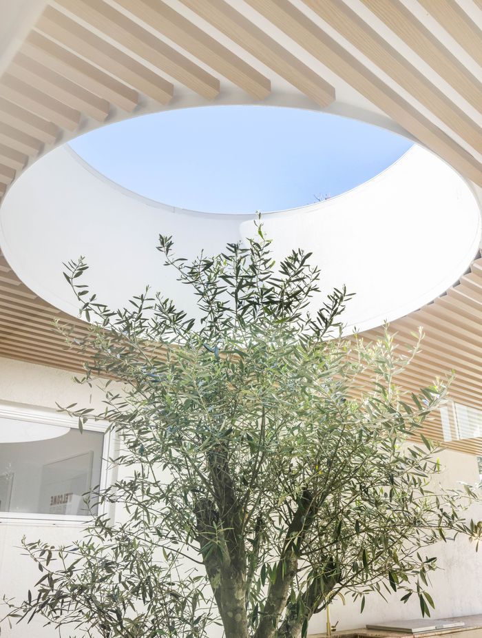 A skylight cut into the roof gives the olive tree light and encourages it to grow .
