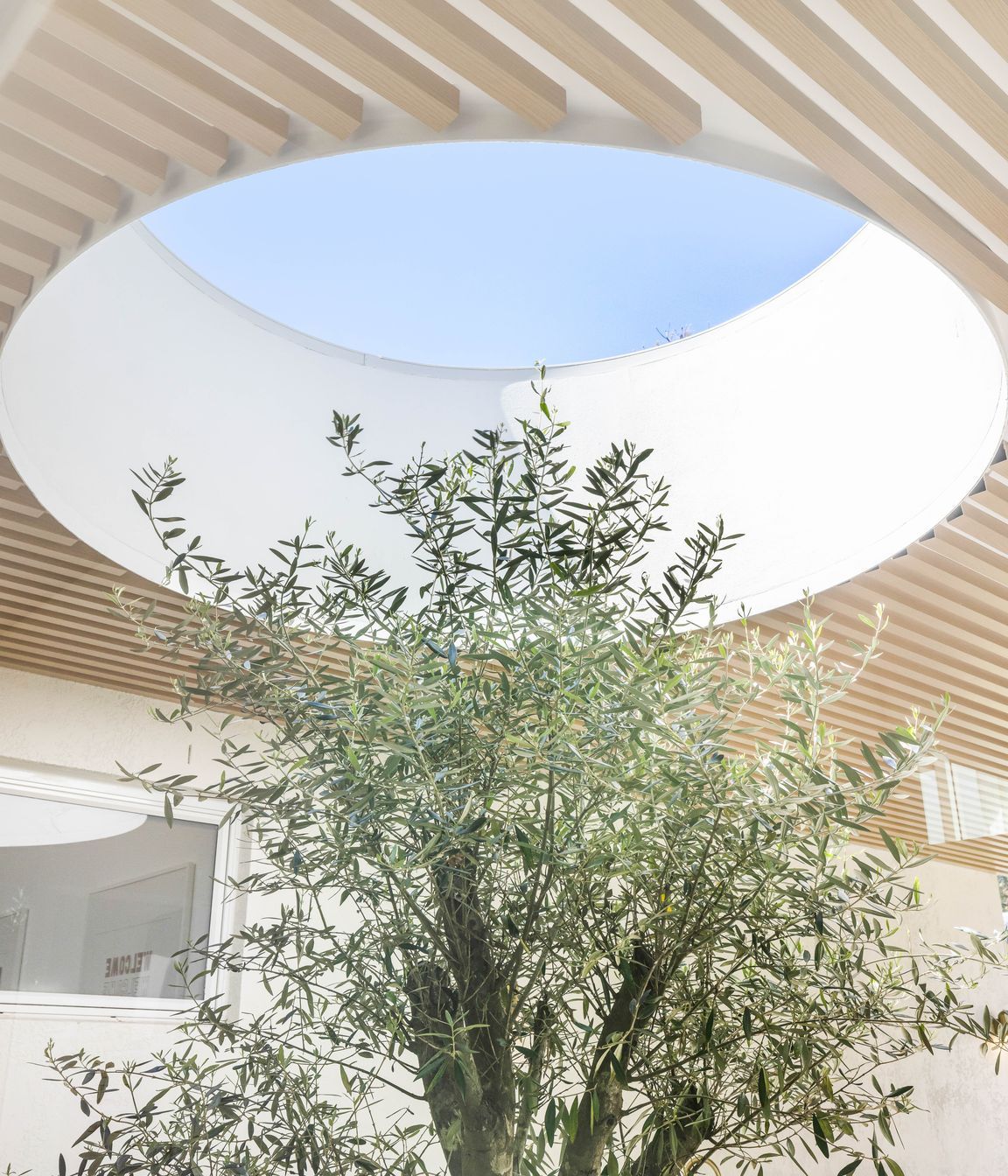 A skylight cut into the roof gives the olive tree light and encourages it to grow .