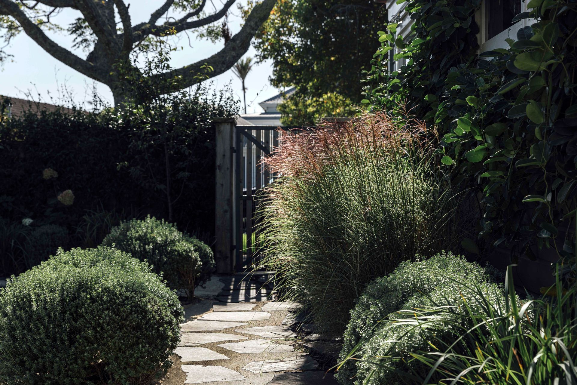 Stepping stone and hoggin path meandering through clipped mounds of westringia and clumps of miscanthus in Herne Bay. Designer: Andy Hamilton.