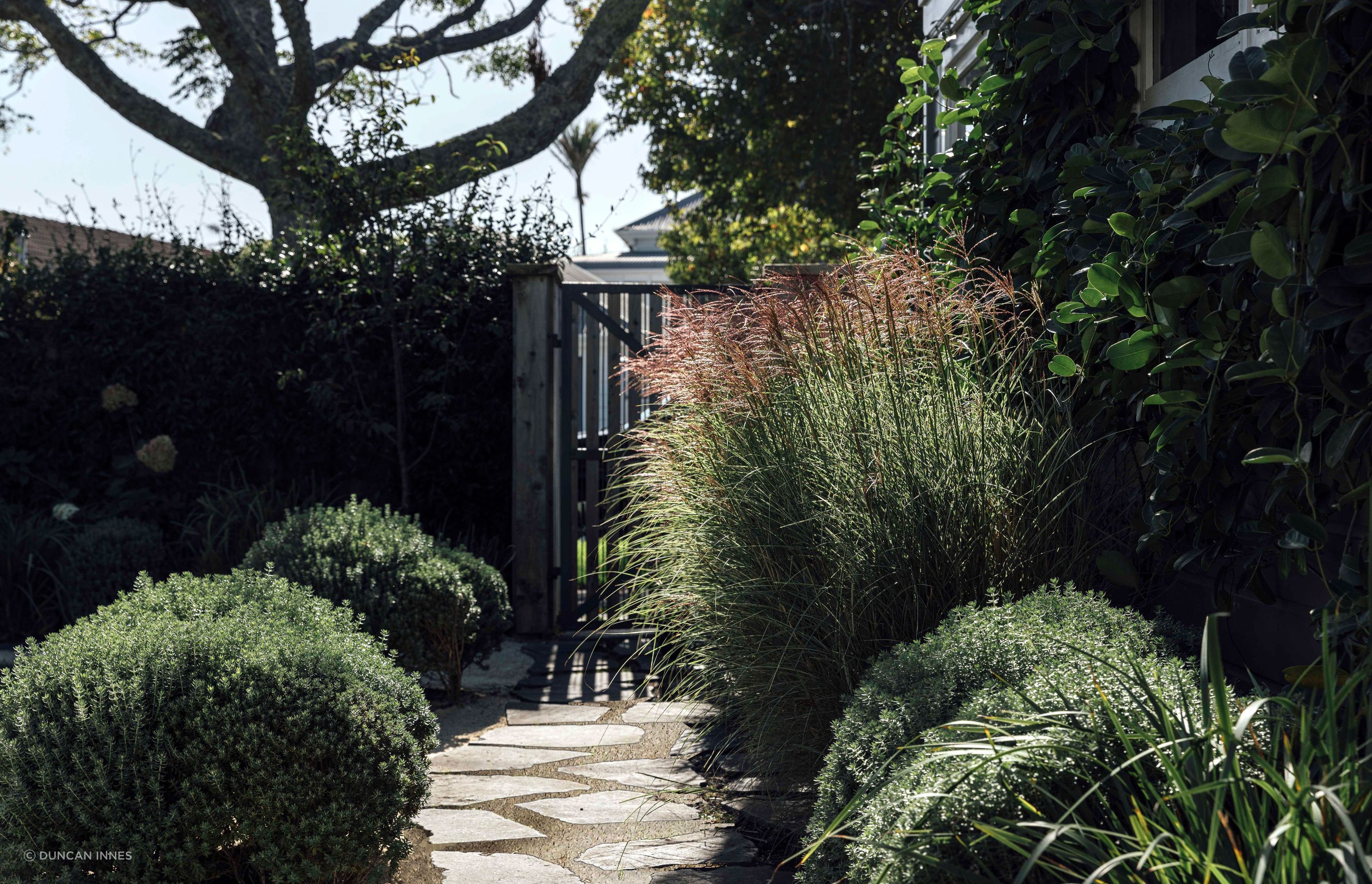 Stepping stone and hoggin path meandering through clipped mounds of westringia and clumps of miscanthus in Herne Bay. Designer: Andy Hamilton.