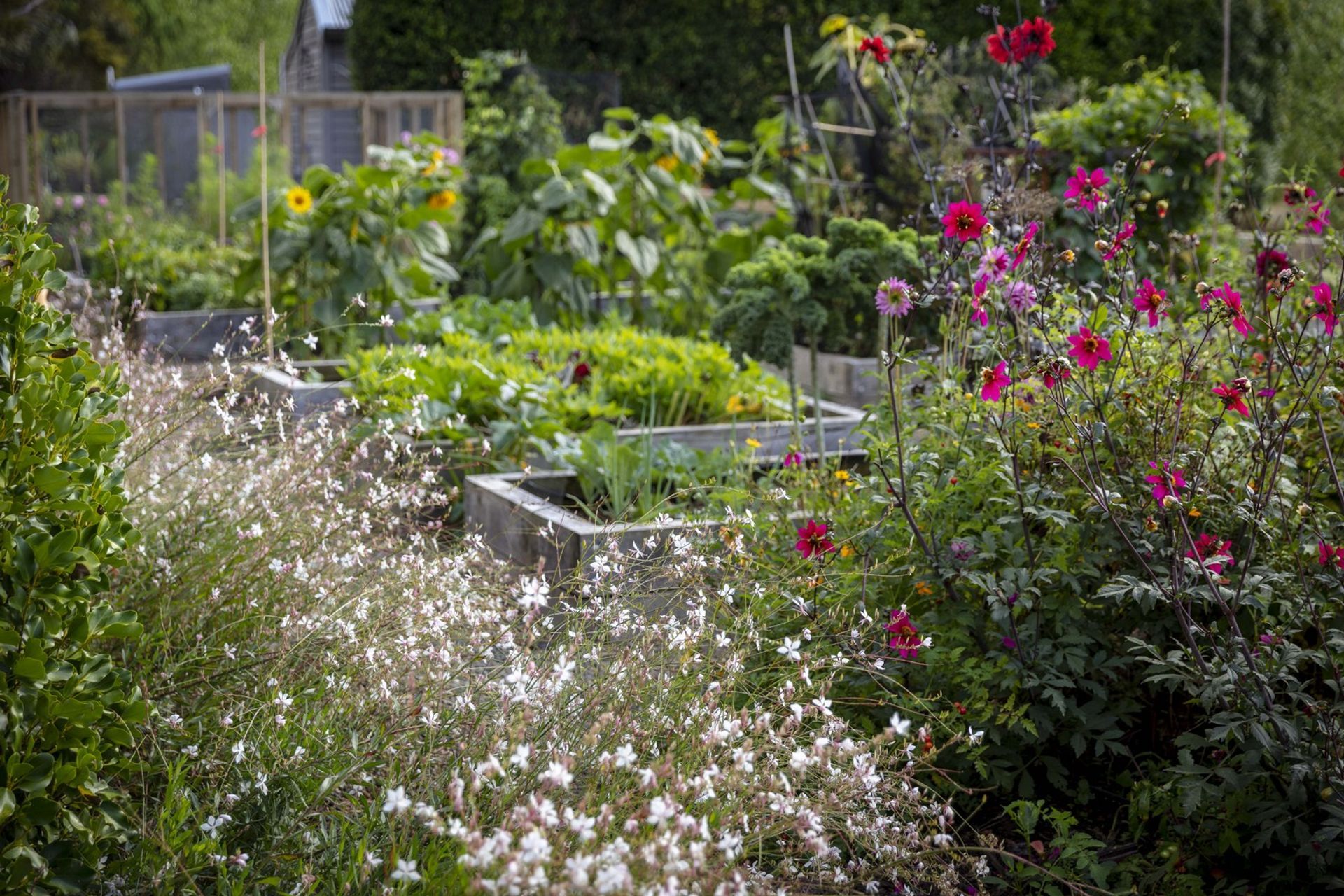 Vegetable and cutting garden combines edible planting with flowering companion plants. Designer: Andy Hamilton.