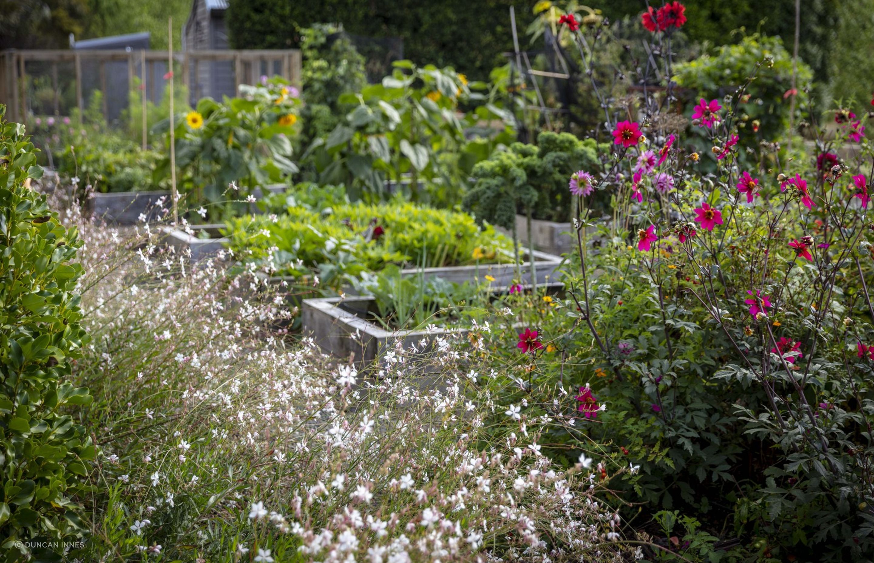 Vegetable and cutting garden combines edible planting with flowering companion plants. Designer: Andy Hamilton.