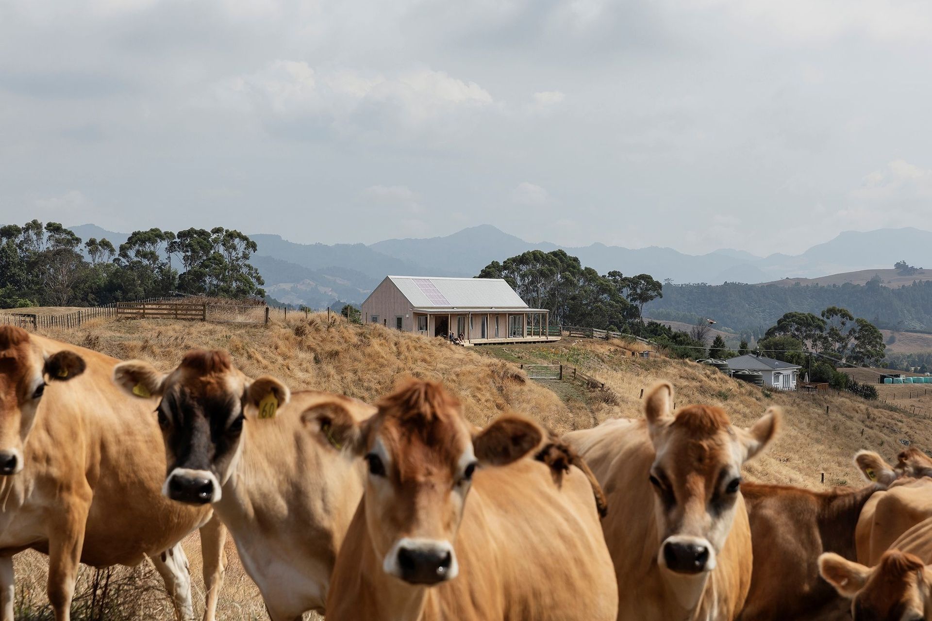 Karangahake House — at one with all its surroundings. — Photography: David Straight.