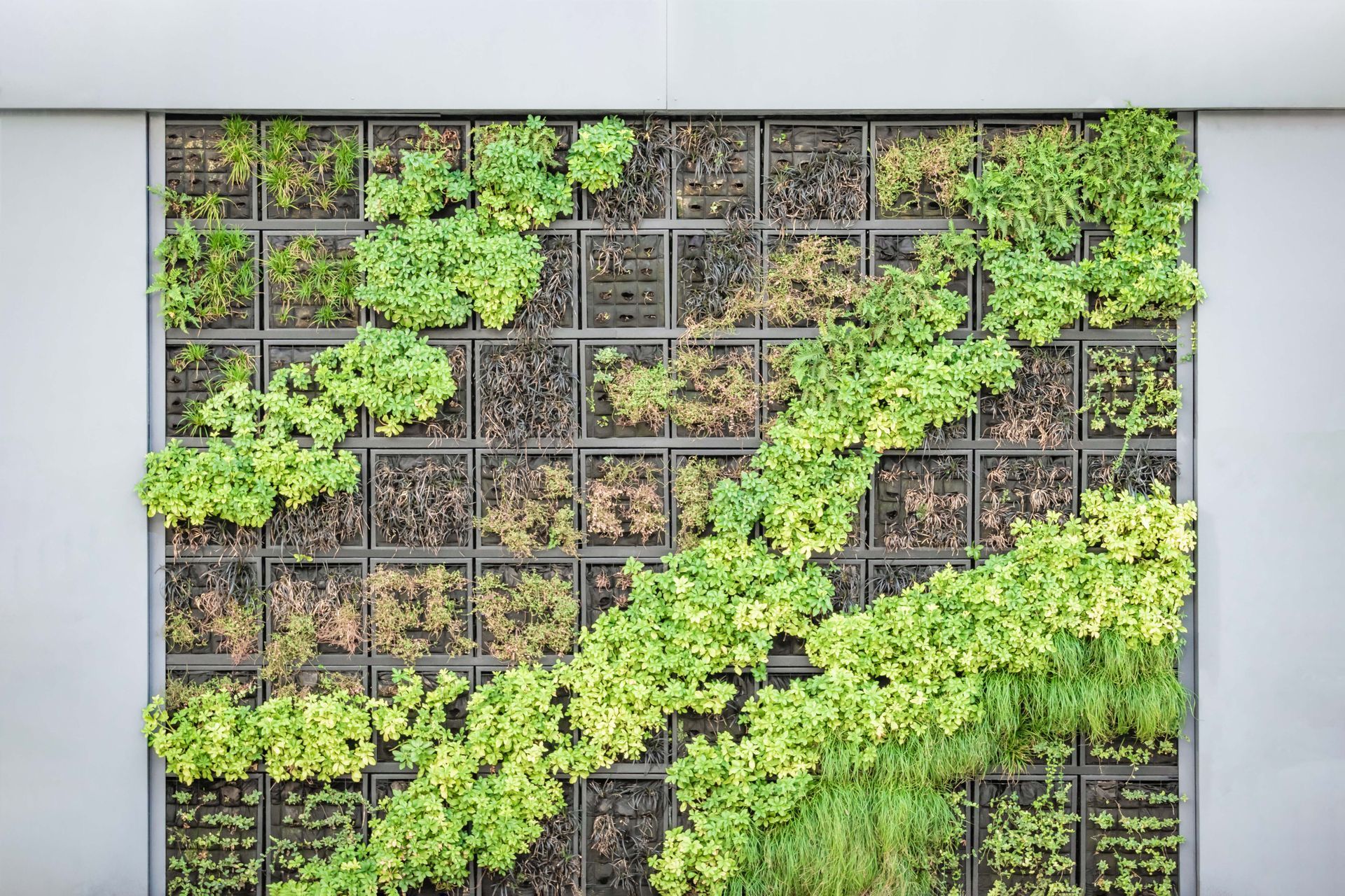 Living walls have spaces in them from which plants can grow, without the base of the plants needing to touch the ground.