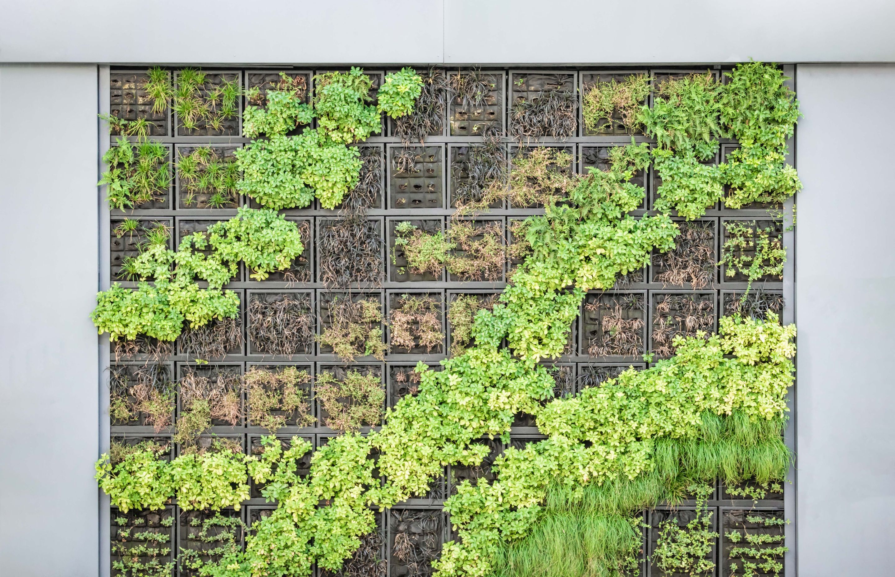 Living walls have spaces in them from which plants can grow, without the base of the plants needing to touch the ground.