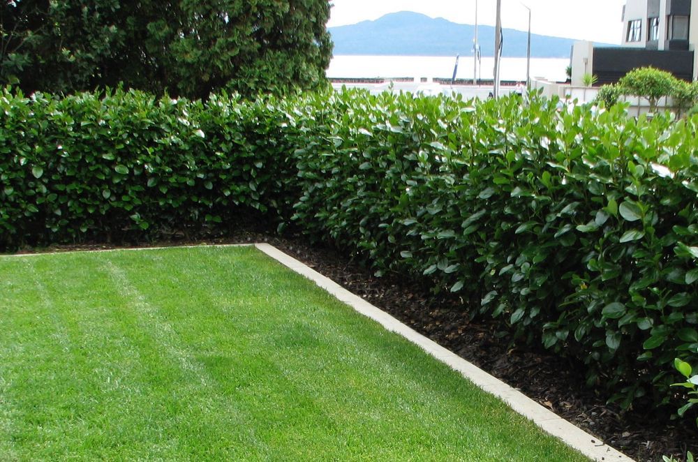 Screening the road but not the view with Living Walls™ instant hedges from Twining Valley Nurseries