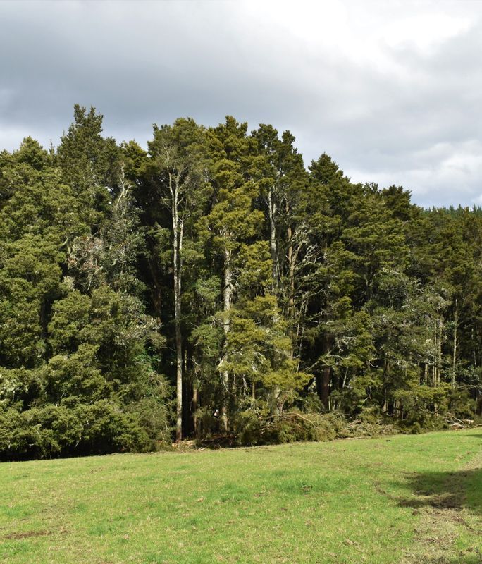 Tōtara, the new, sustainable native