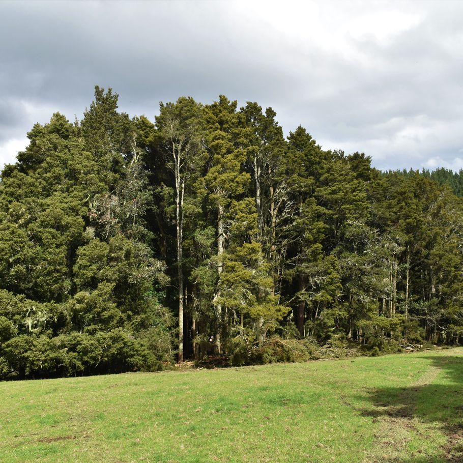 Tōtara, the new, sustainable native