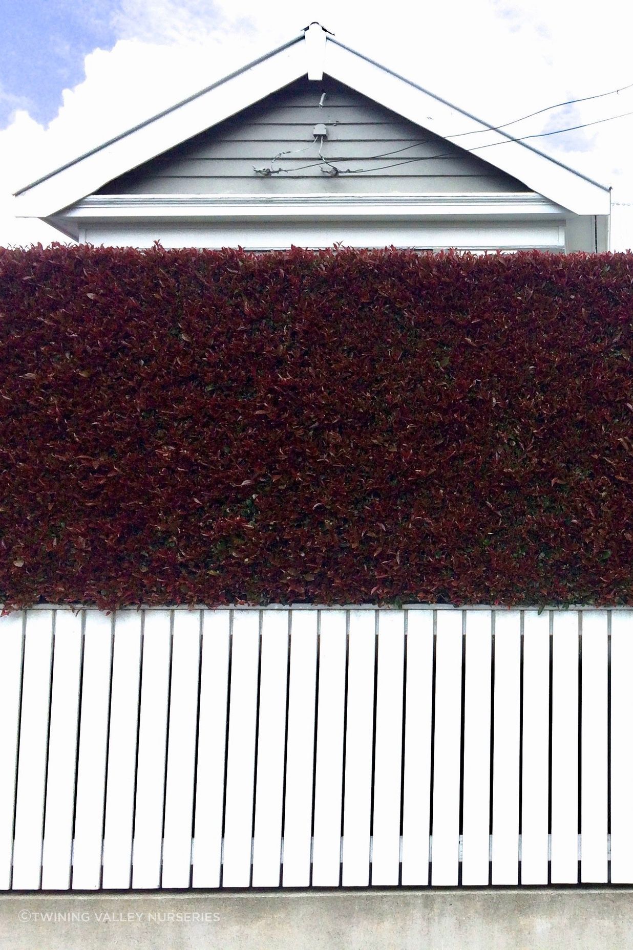 Heritage zoning privacy with Living Walls™ instant hedges by Twining Valley Nurseries