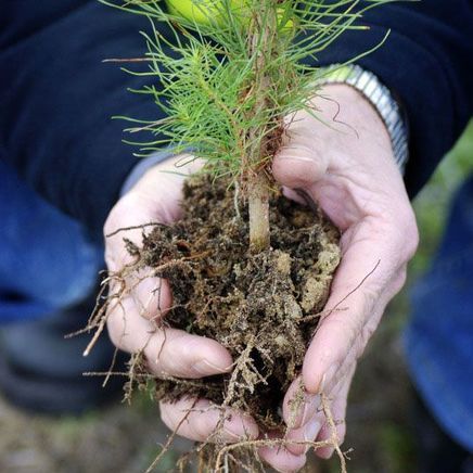 What is the future for timber in NZ? Juken New Zealand's Gordan Wilmshurst shares his thoughts