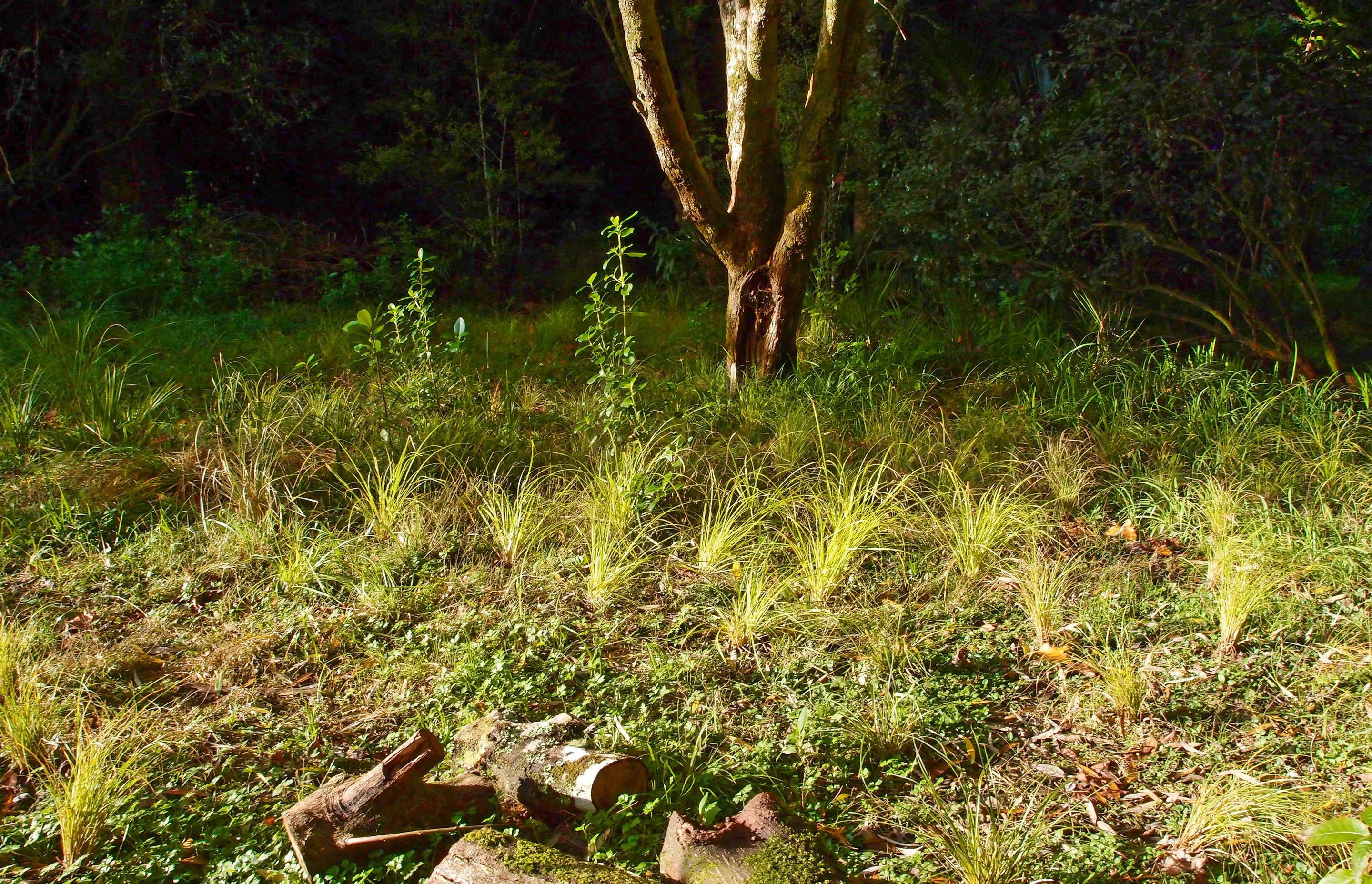 The flood terrace beyond the stream is planted with a diversity of native wetland sedges and other plants, decaying log piles are retained for fungal, insect and lizard habitat.