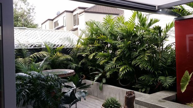 A lush, enclosed courtyard or outdoor terrace viewed beneath a dark-framed overhead structure. Dense tropical palms and foliage fill raised concrete planters, with timber decking, a small round table, and a red architectural feature wall or panel at right. Neighboring residential buildings are visible beyond the planting.