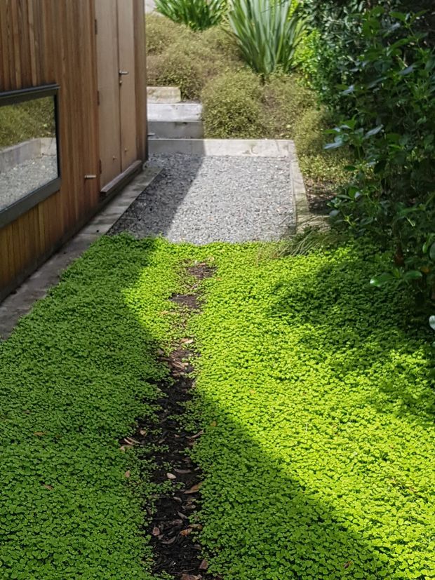 A narrow landscaped external walkway beside a timber-clad building, with dense bright green groundcover, gravel paving, concrete edging and a short set of steps leading uphill through planted beds. A dark-framed window reflects the surrounding landscape.
