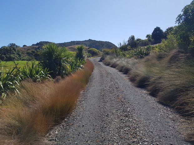 A gravel track winds through a rural landscaped setting, bordered by native grasses, flax-like plants, shrubs, and rolling hills under a clear blue sky. No building is visible.