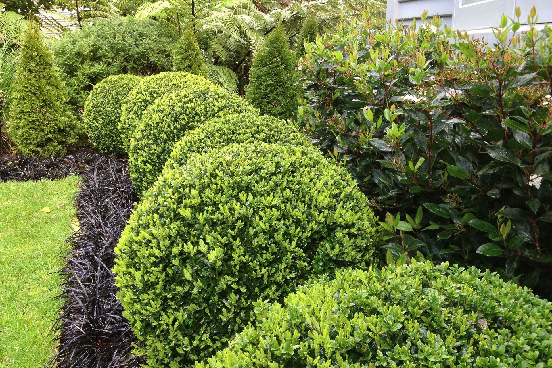 Mixed catepillar boxwood balls and garden edging in Black Mondo Grass, Thuja columns, Vibernum hedge against a native backdrop, Wadestown.