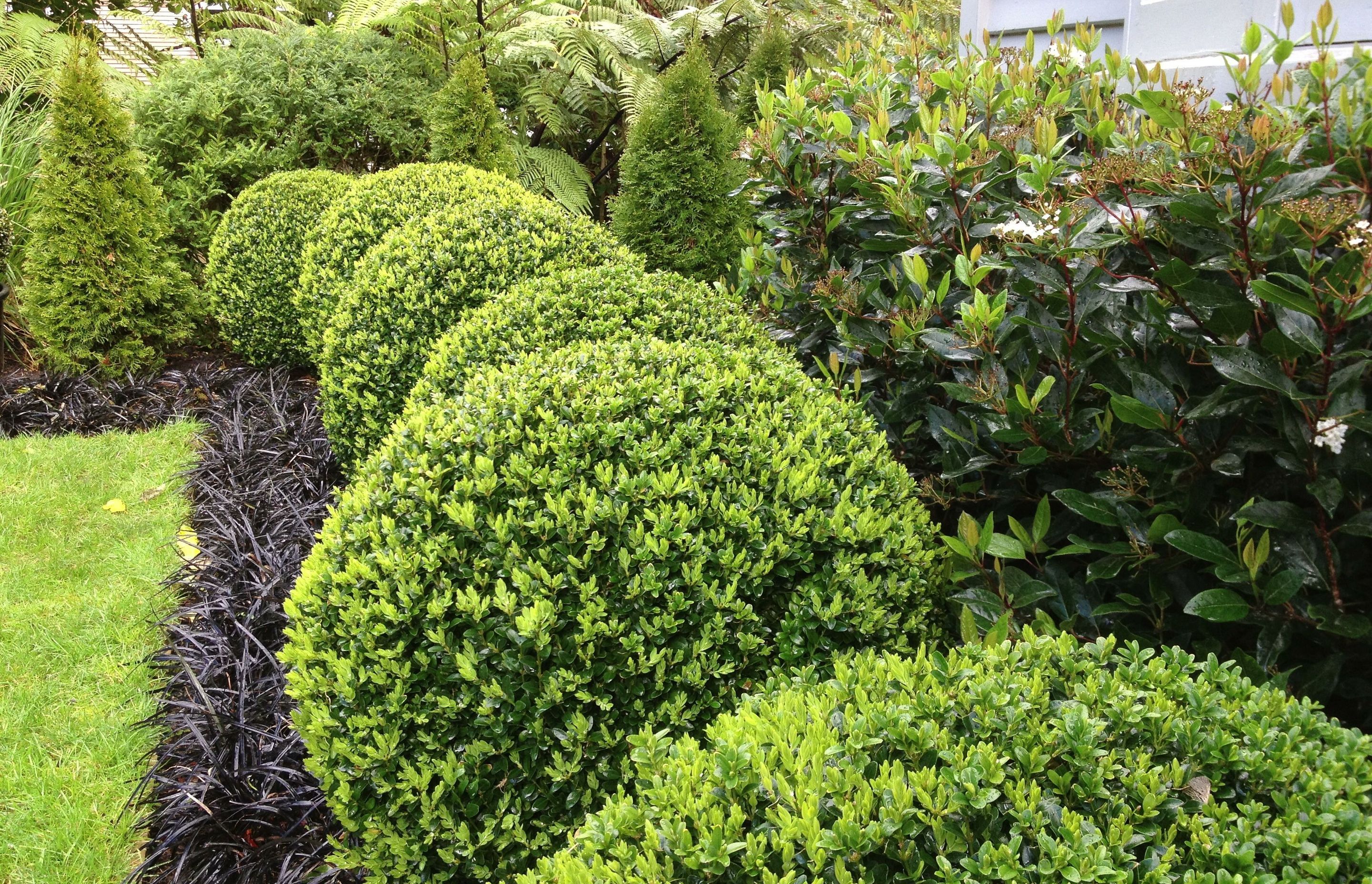 Mixed catepillar boxwood balls and garden edging in Black Mondo Grass, Thuja columns, Vibernum hedge against a native backdrop, Wadestown.