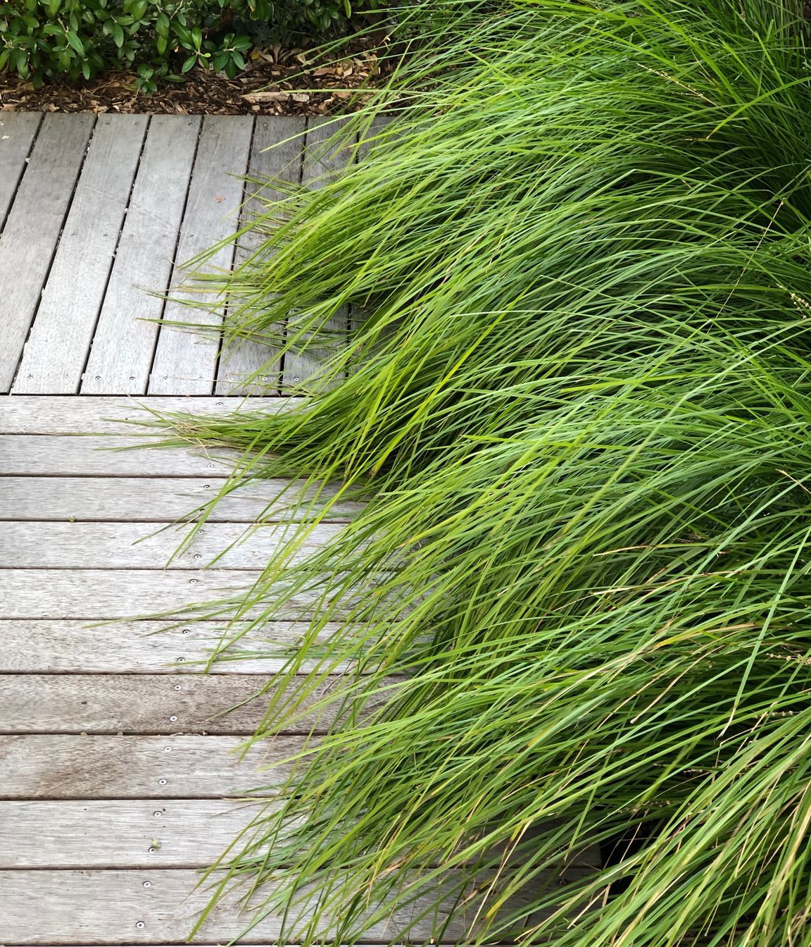 Timber board walks in Seatoun