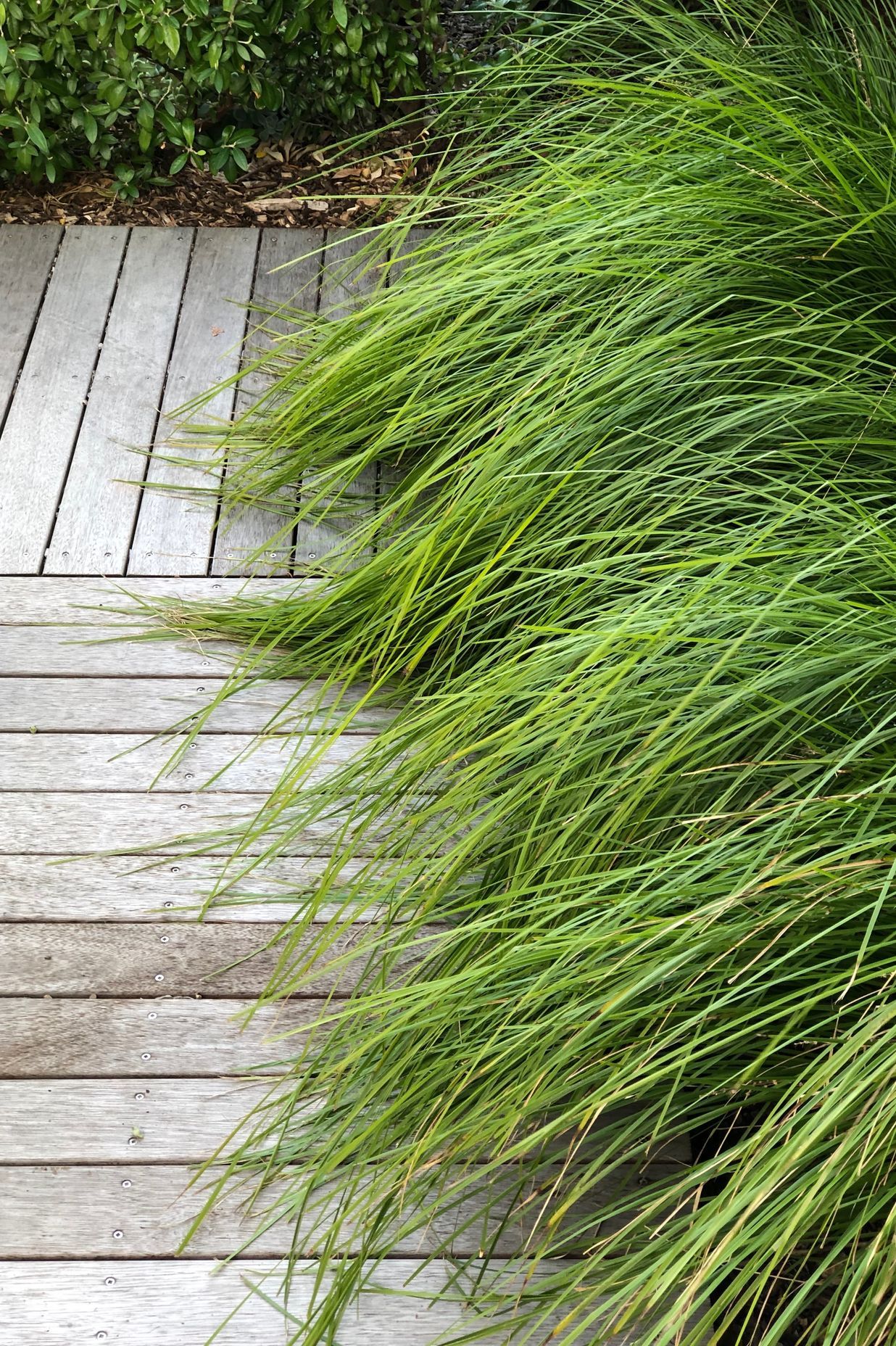 Timber board walks in Seatoun