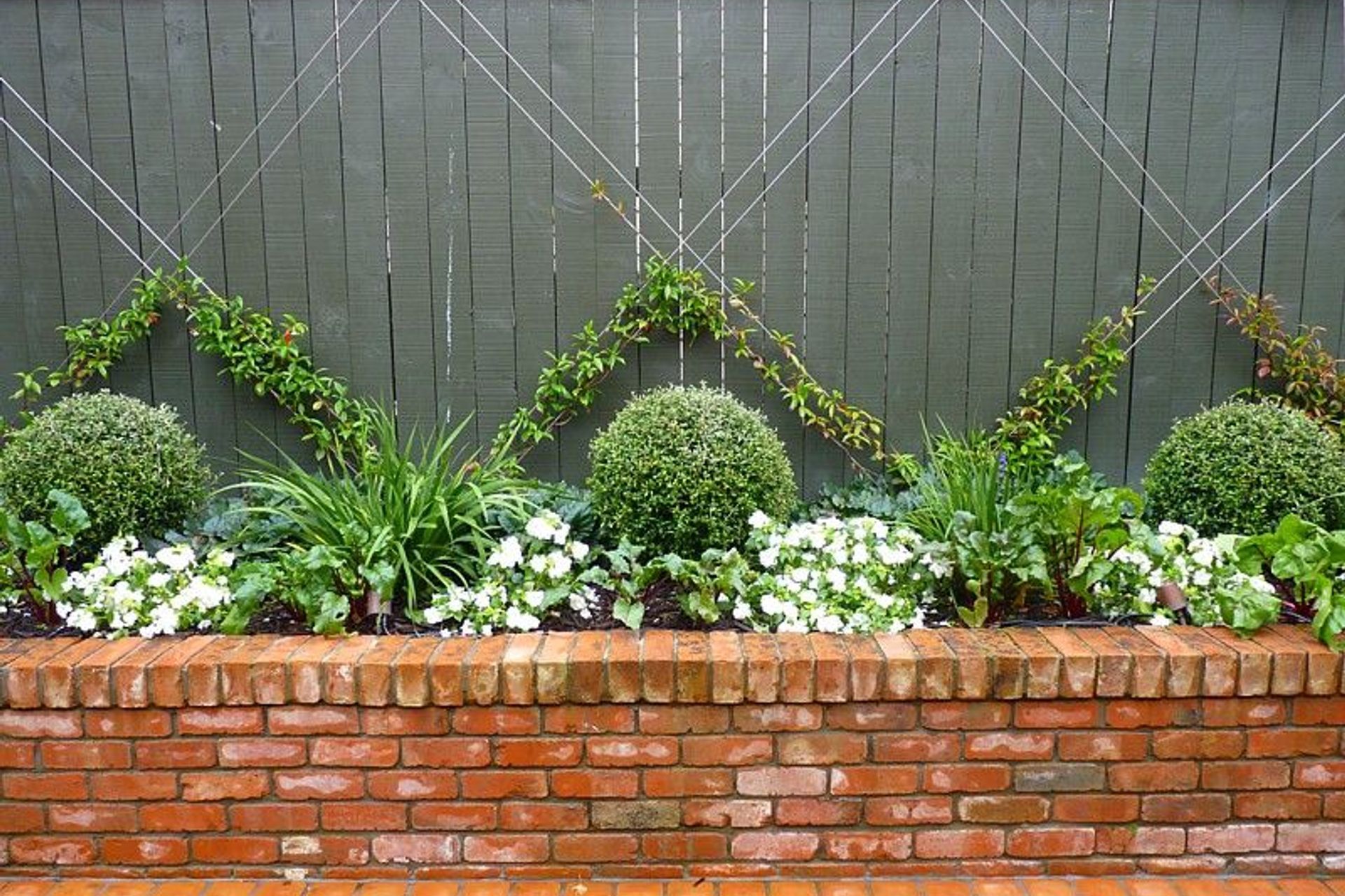 Jasmine espalier in a mixed native, flower & vegetable garden, new brick retaining, Kelburn.
