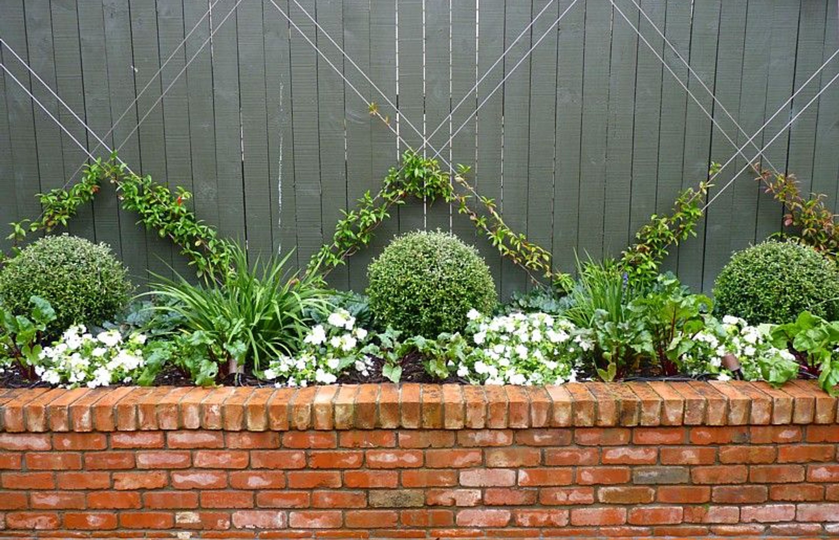Jasmine espalier in a mixed native, flower & vegetable garden, new brick retaining, Kelburn.