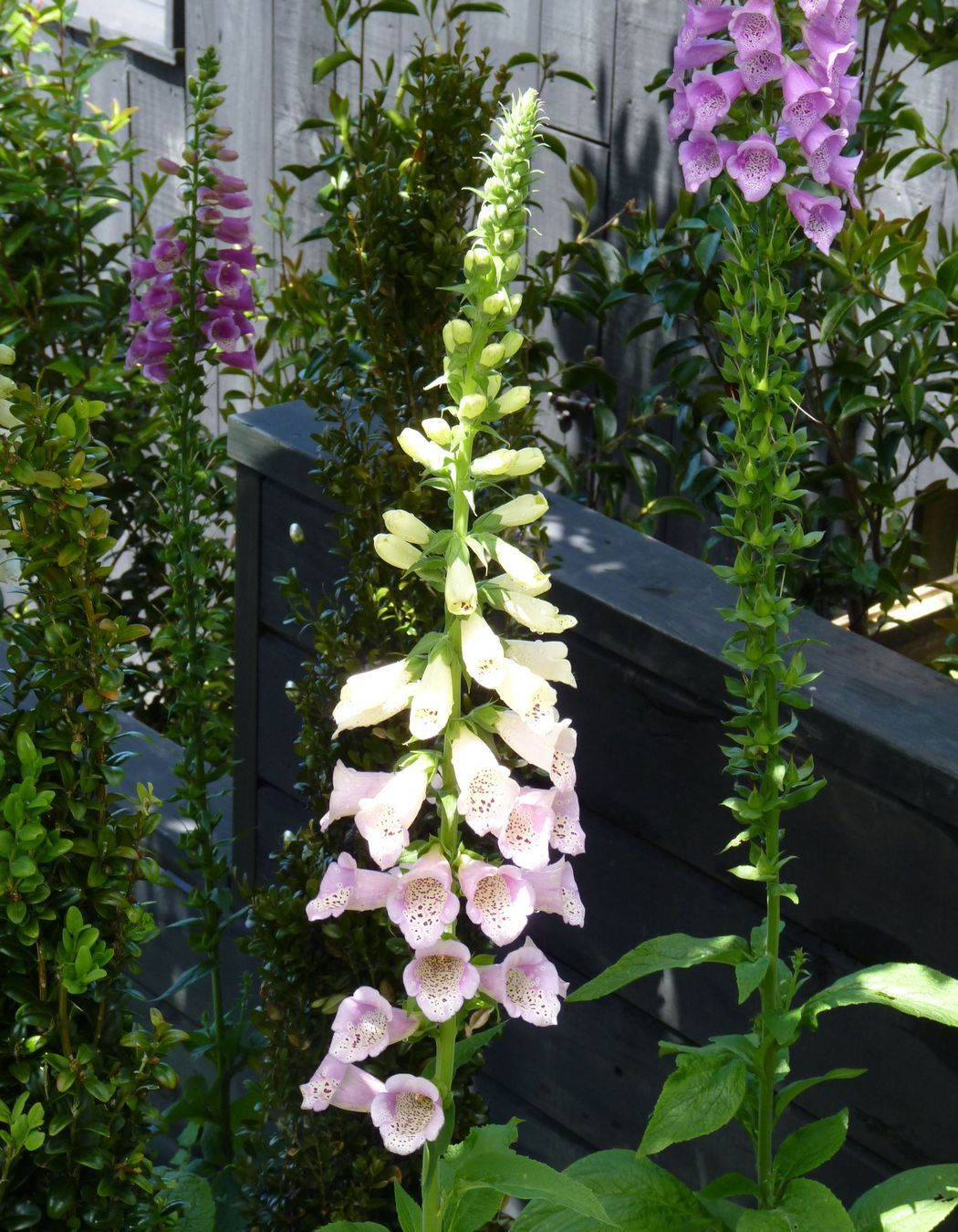 Planting on a slope, Buxus columns &amp; foxglves against  stepped retaining  wall detail, Kelburn